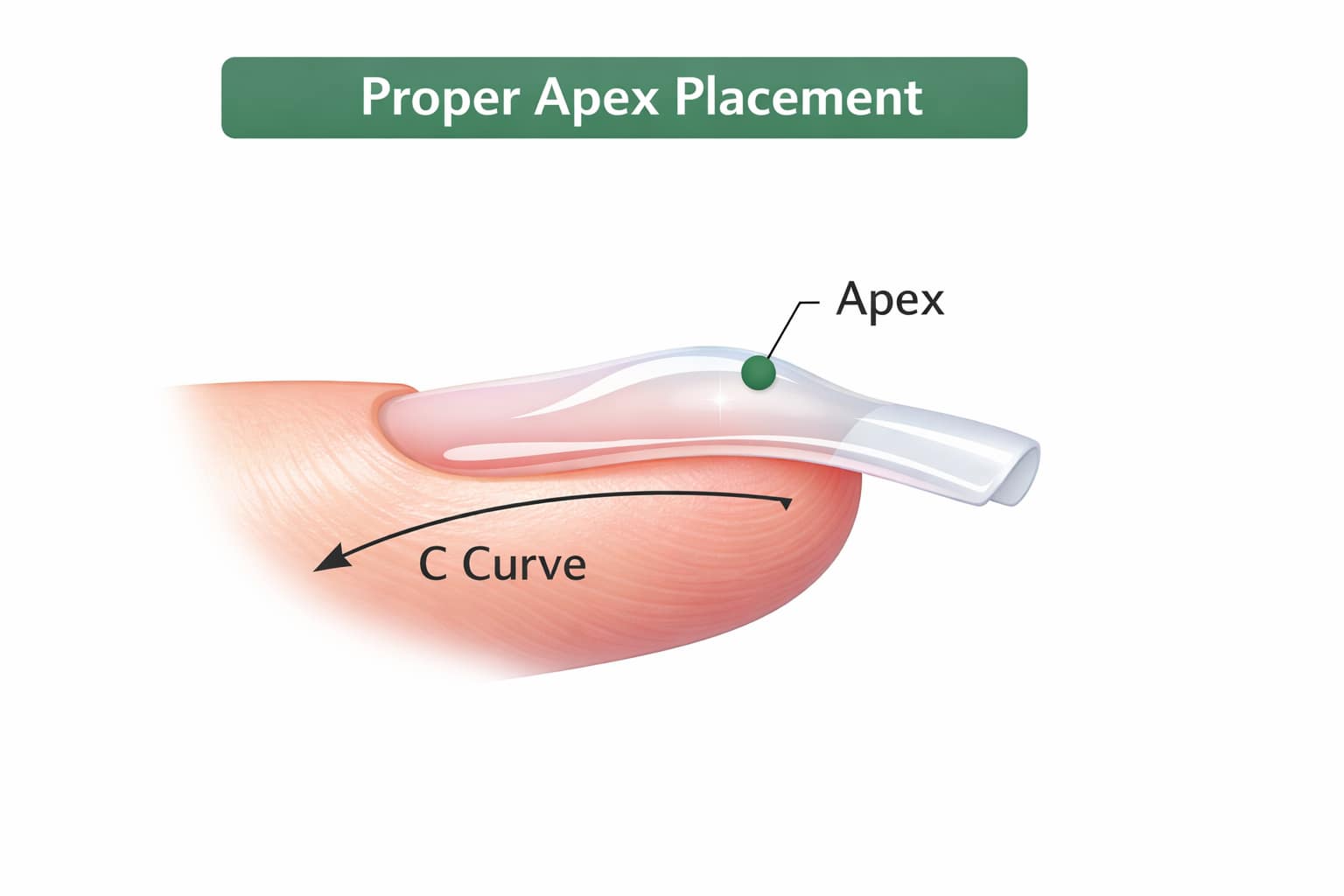 Nail apex gel nails diagram showing proper apex placement for long-lasting durability